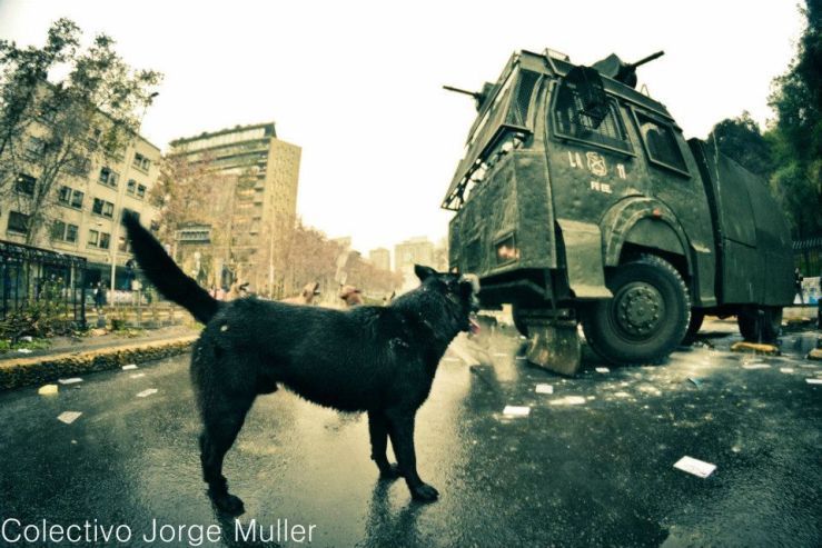 negro matapacos espíritu animal